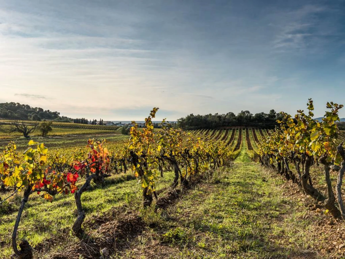 Balade entre vignes et mer - Vignerons Indépendants