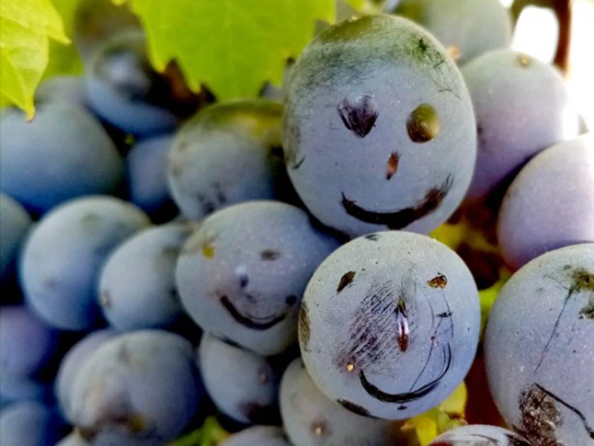 Balade entre vignes et mer - Vignerons Indépendants