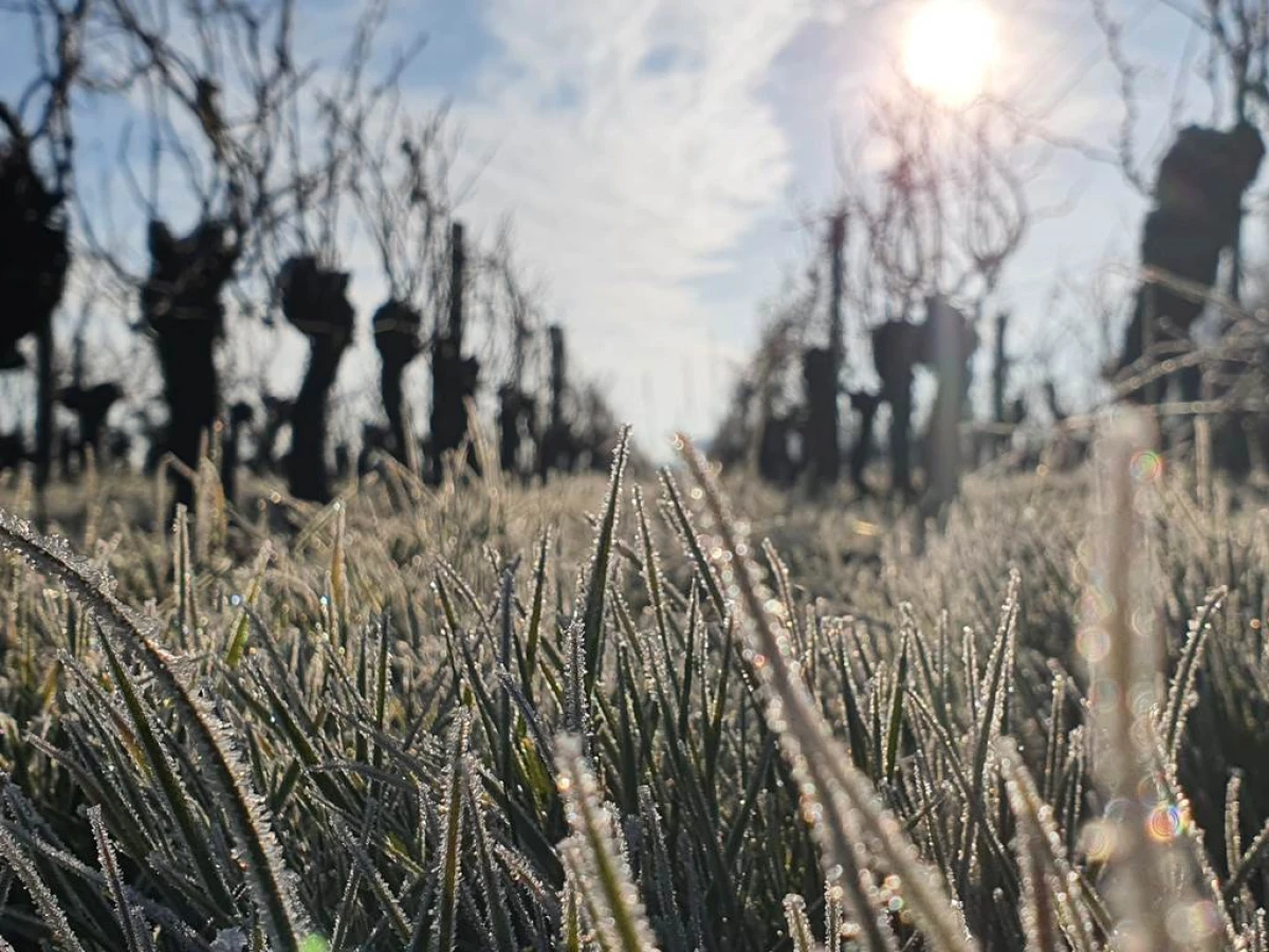 Winter Walk and Comfort by the Fire - Vignerons Indépendants