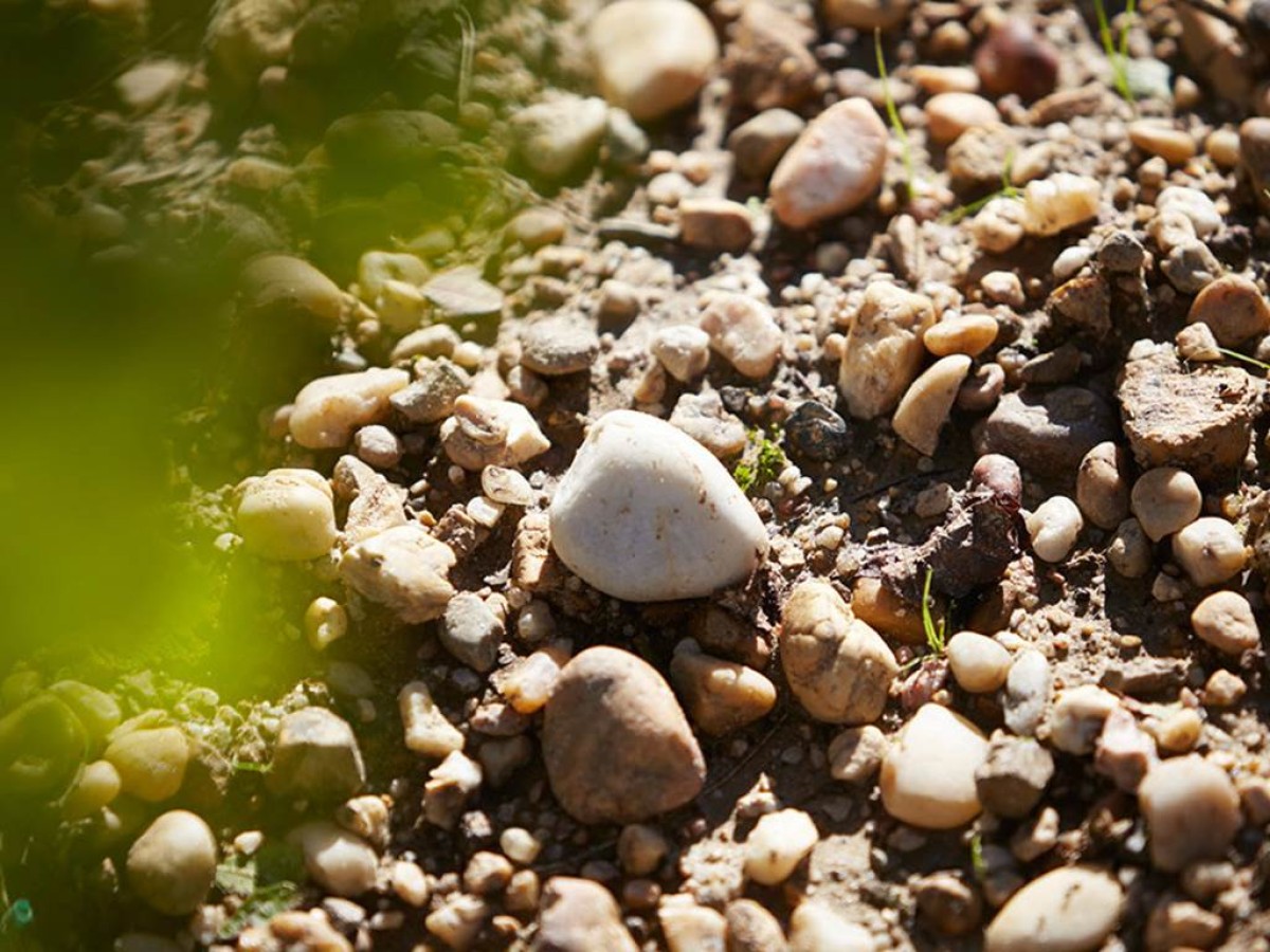 Balade immersive dans les vignes de Jouvente - Vignerons Indépendants