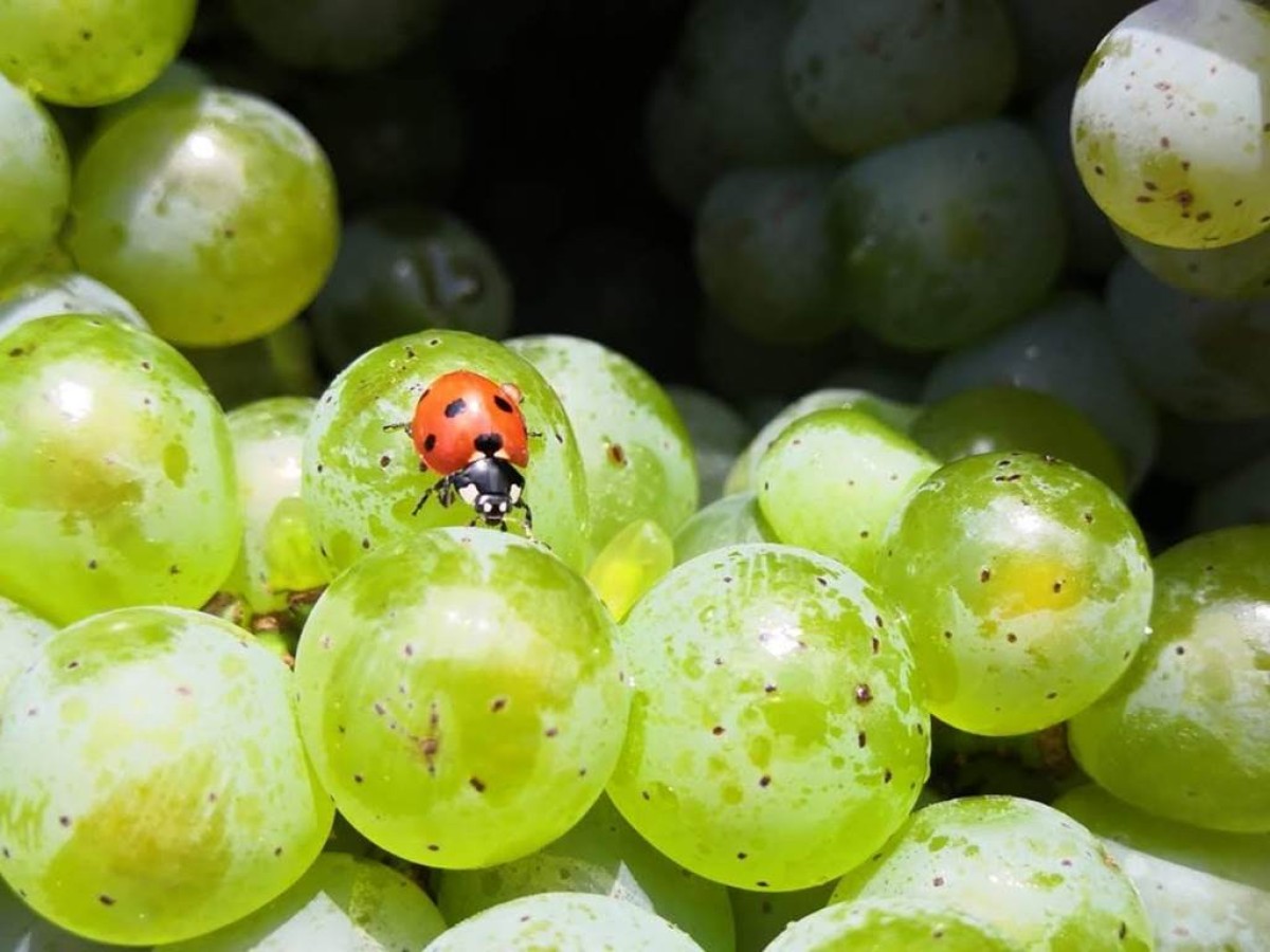 Balade immersive dans les vignes de Jouvente - Vignerons Indépendants