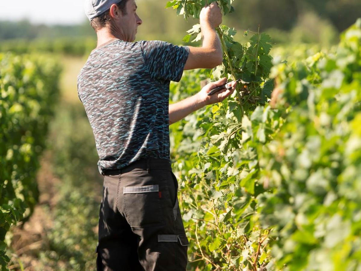 Balade immersive dans les vignes de Jouvente - Vignerons Indépendants