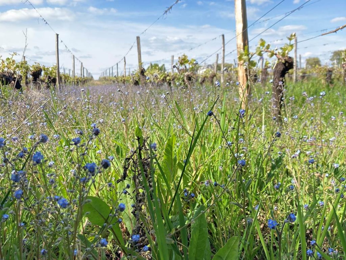  - Vignerons Indépendants