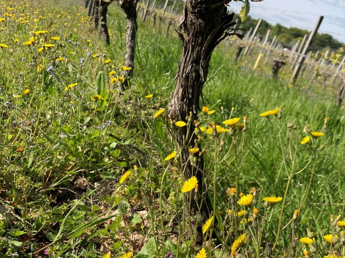  - Vignerons Indépendants