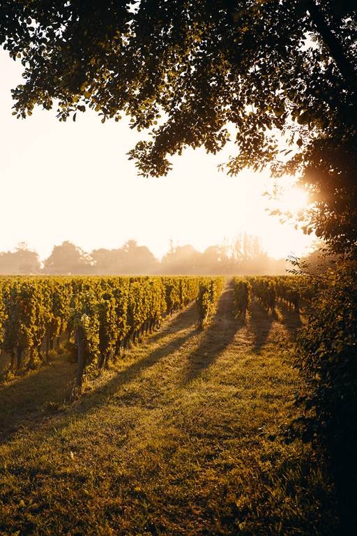 Balade vigneronne 5 km – Slow tourisme avec La Bulle Verte - Vignerons Indépendants