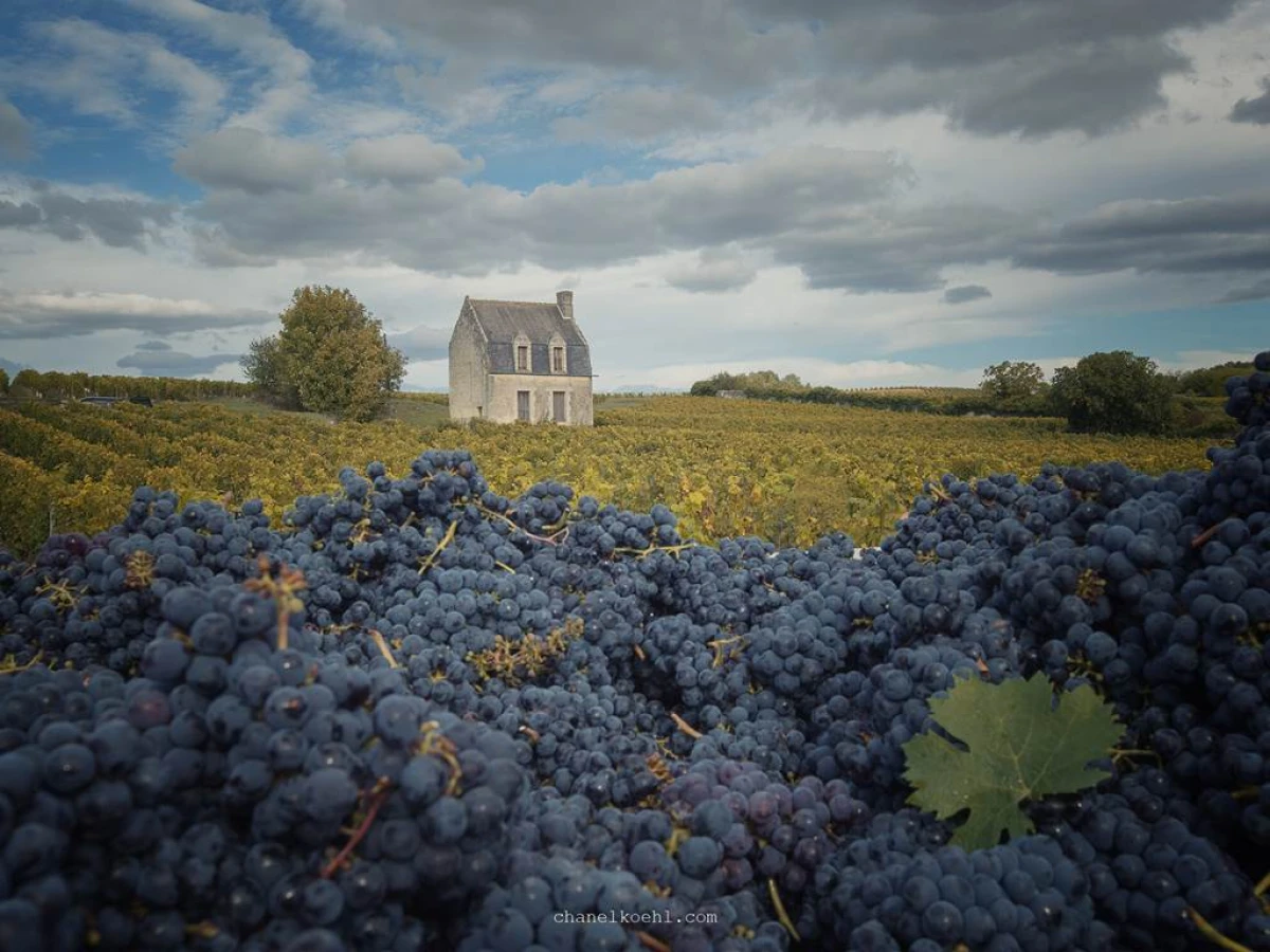 Pierre & Bertrand Couly - Vignerons Indépendants