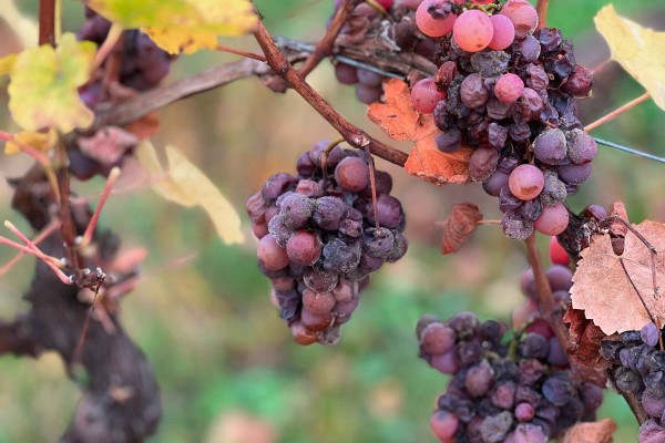 Christmas event - The Secrets of the Late Harvests wines - Vignerons Indépendants