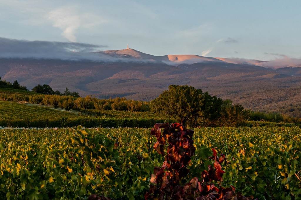  - Vignerons Indépendants