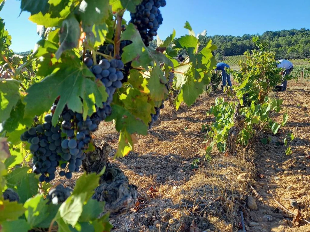 Chateau Maylandie - Vignerons Indépendants