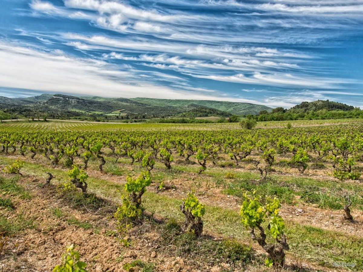  - Vignerons Indépendants