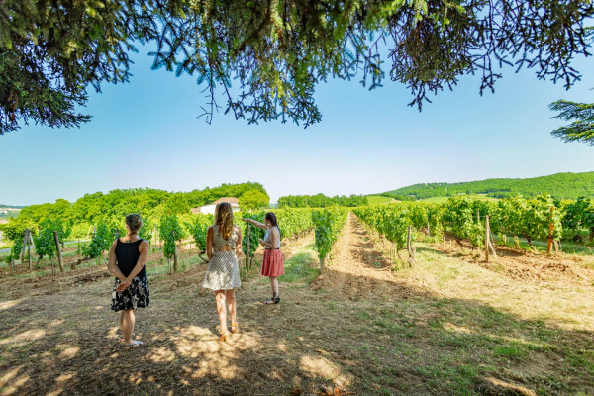 Classic tour and tasting - English - Vignerons Indépendants