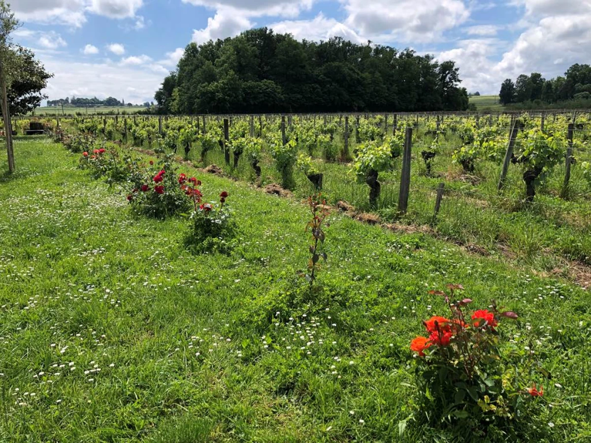 Concert under the stars - Vignerons Indépendants
