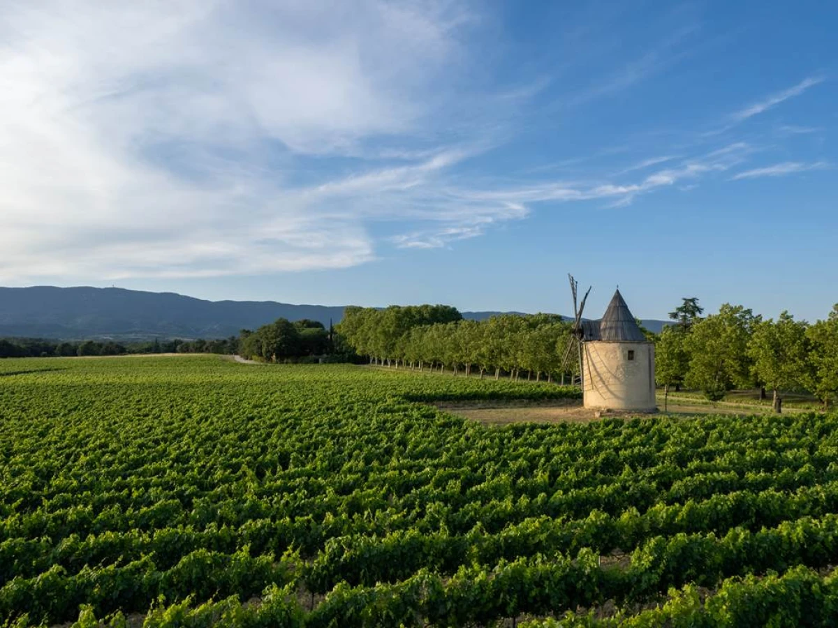 Secrets de la Vigne - Vignerons Indépendants