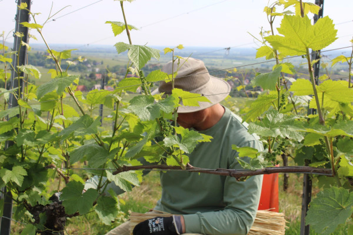 Blind Tasting - Vignerons Indépendants