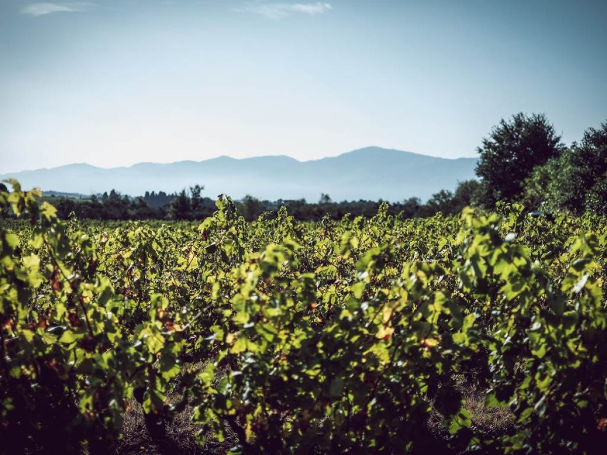  - Vignerons Indépendants