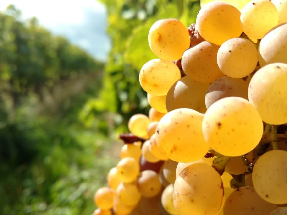 Dégustation des vins et visite des caves troglodytiques - Vignerons Indépendants