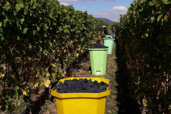 Become a grape picker for a day! - Vignerons Indépendants