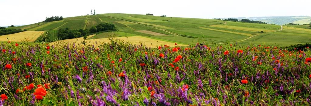  - Vignerons Indépendants