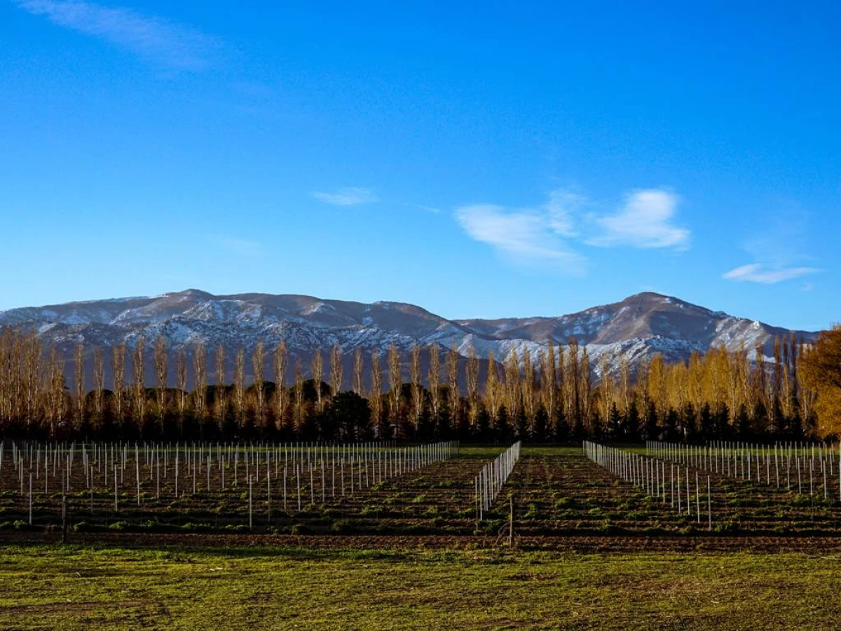 Domaine Saint Thomas - Vignerons Indépendants