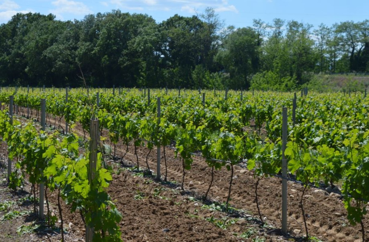  - Vignerons Indépendants