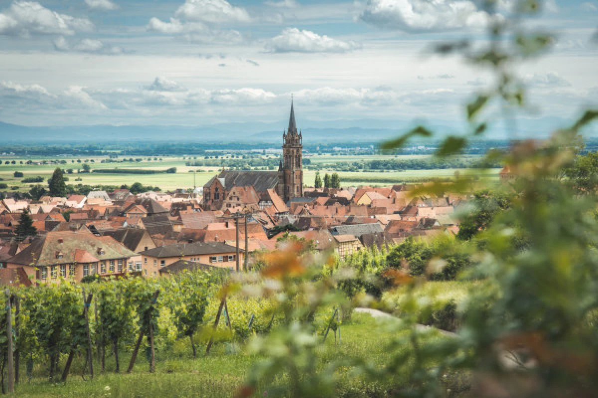 Private Half Day Tour on the Wine Road - Vignerons Indépendants