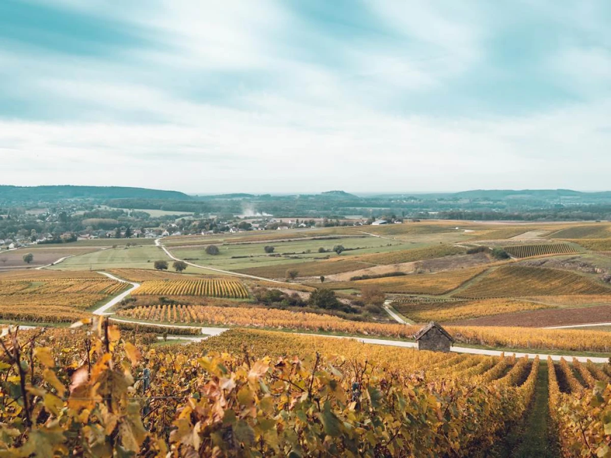 Immersive Experience in Black Glasses - Vignerons Indépendants