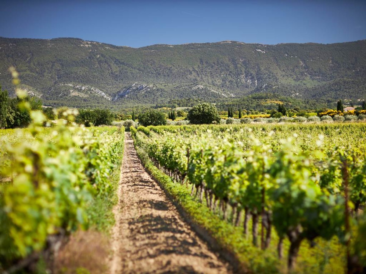 From the Vine to the Glass - Vignerons Indépendants