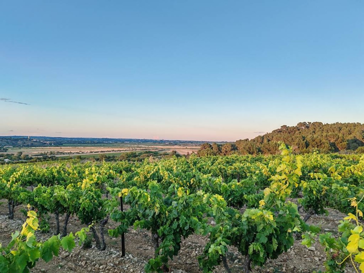 Golden Hour au Domaine (stroll through the vineyards, visit and tasting) - Vignerons Indépendants