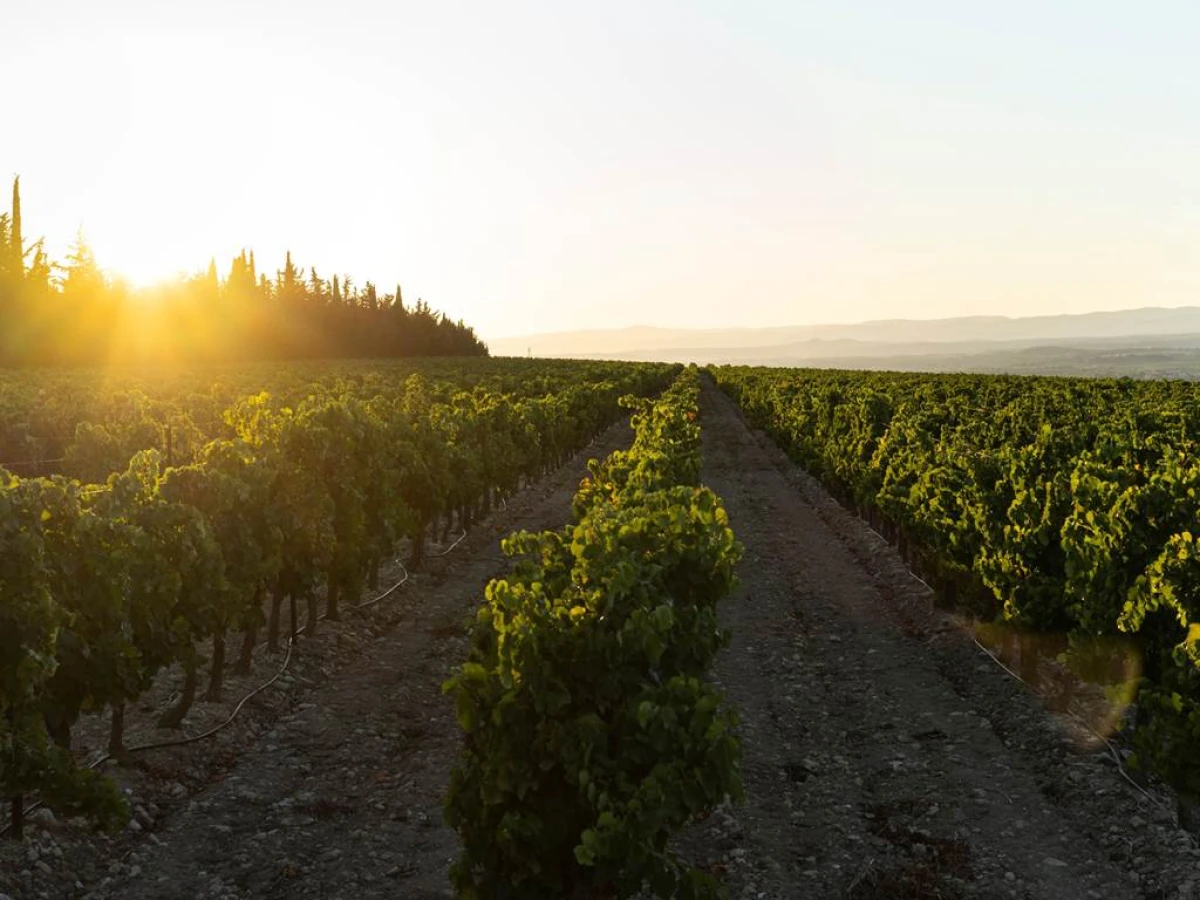 Golden Hour au Domaine (stroll through the vineyards, visit and tasting) - Vignerons Indépendants