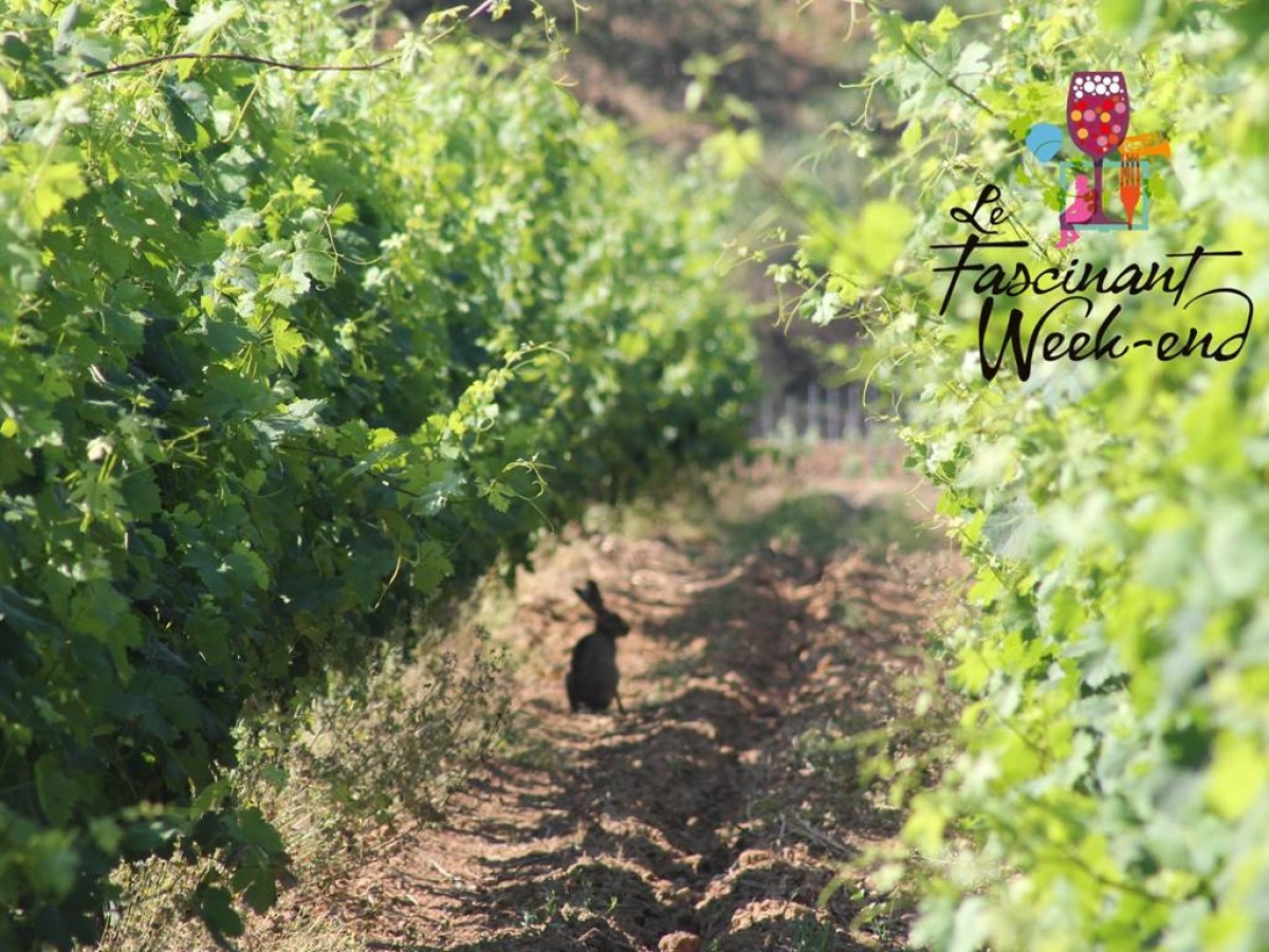  - Vignerons Indépendants