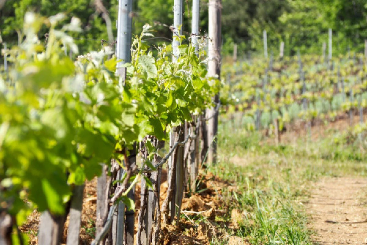 Immersive tour with our Head of Culture - Vignerons Indépendants