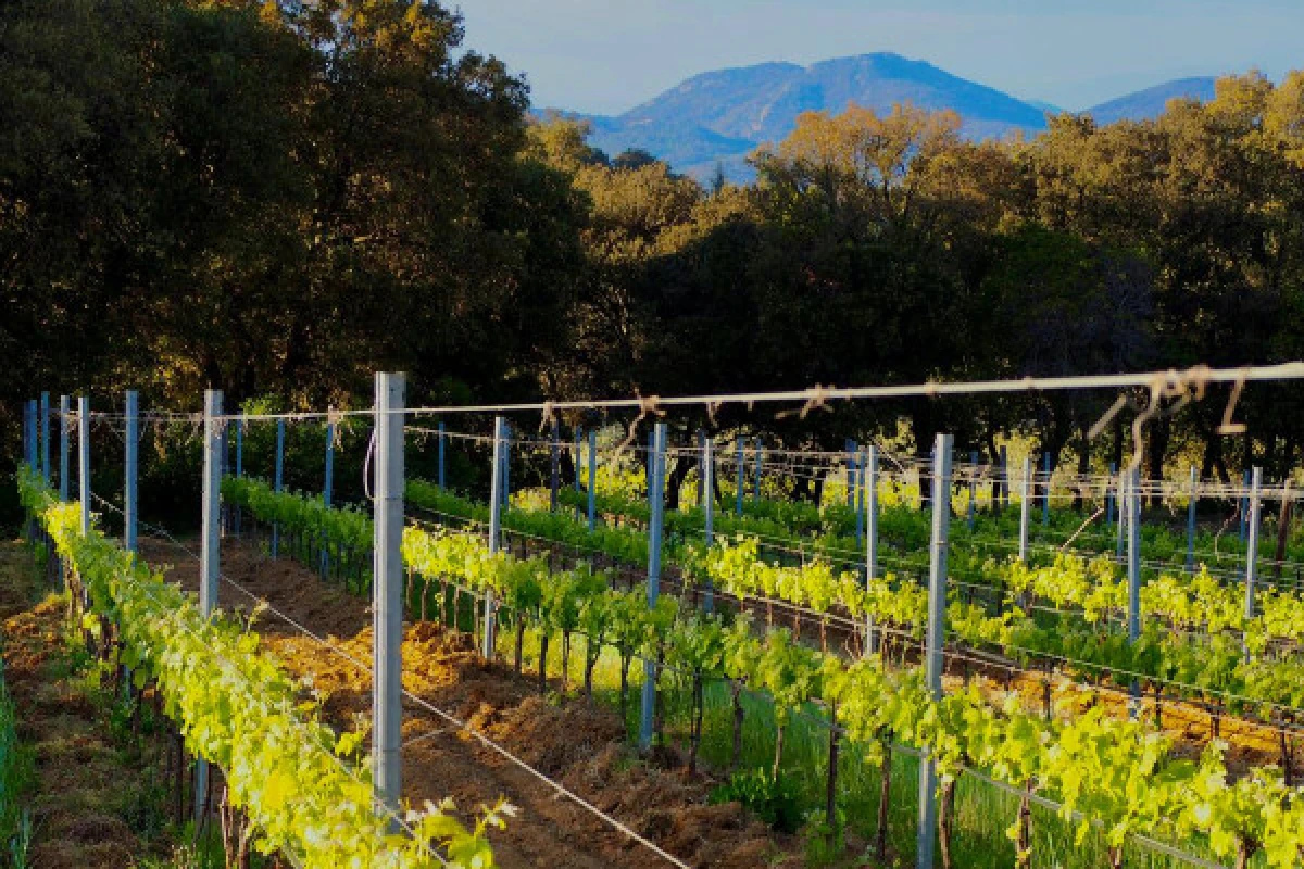 Immersive tour with our Head of Culture - Vignerons Indépendants