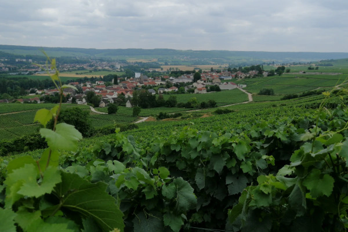 The Lovely Escape - Walking Stroll & Tasting - Vignerons Indépendants