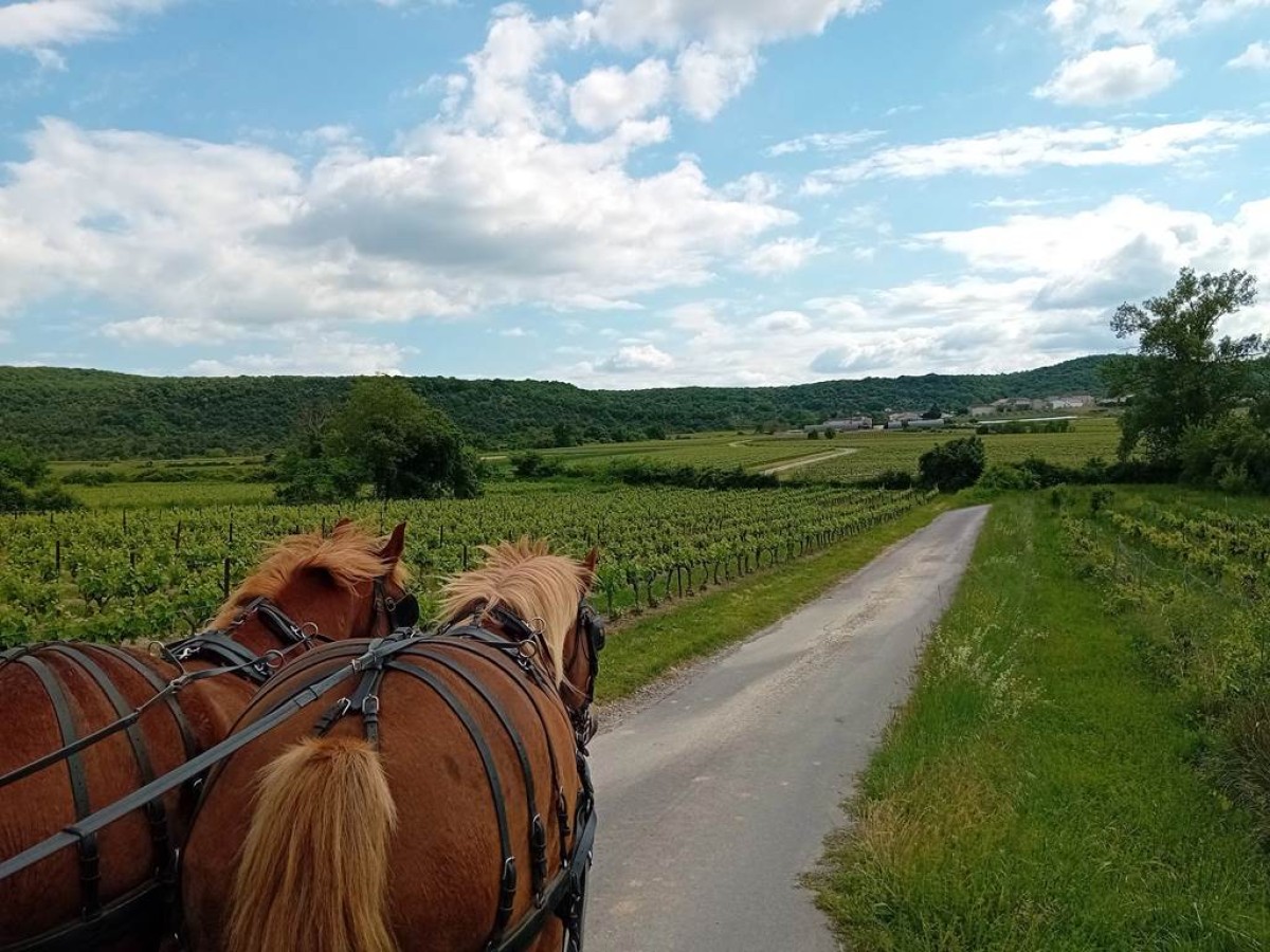 La calèche de Bacchus - Vignerons Indépendants
