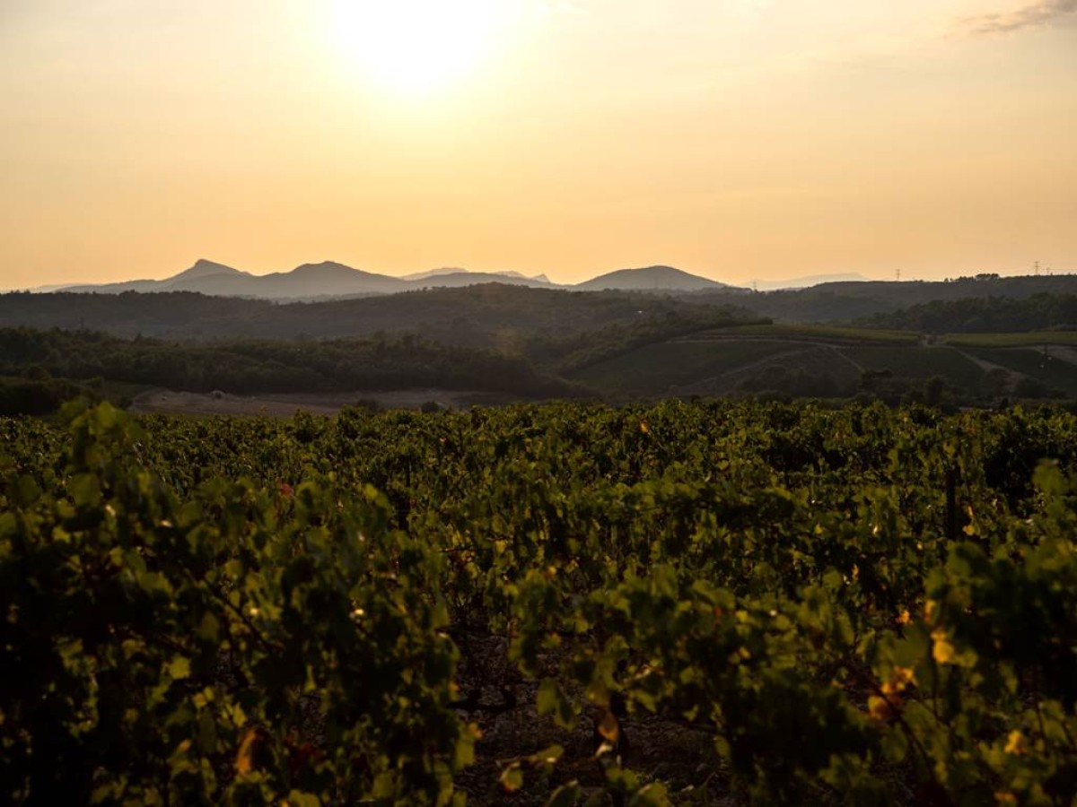  - Vignerons Indépendants