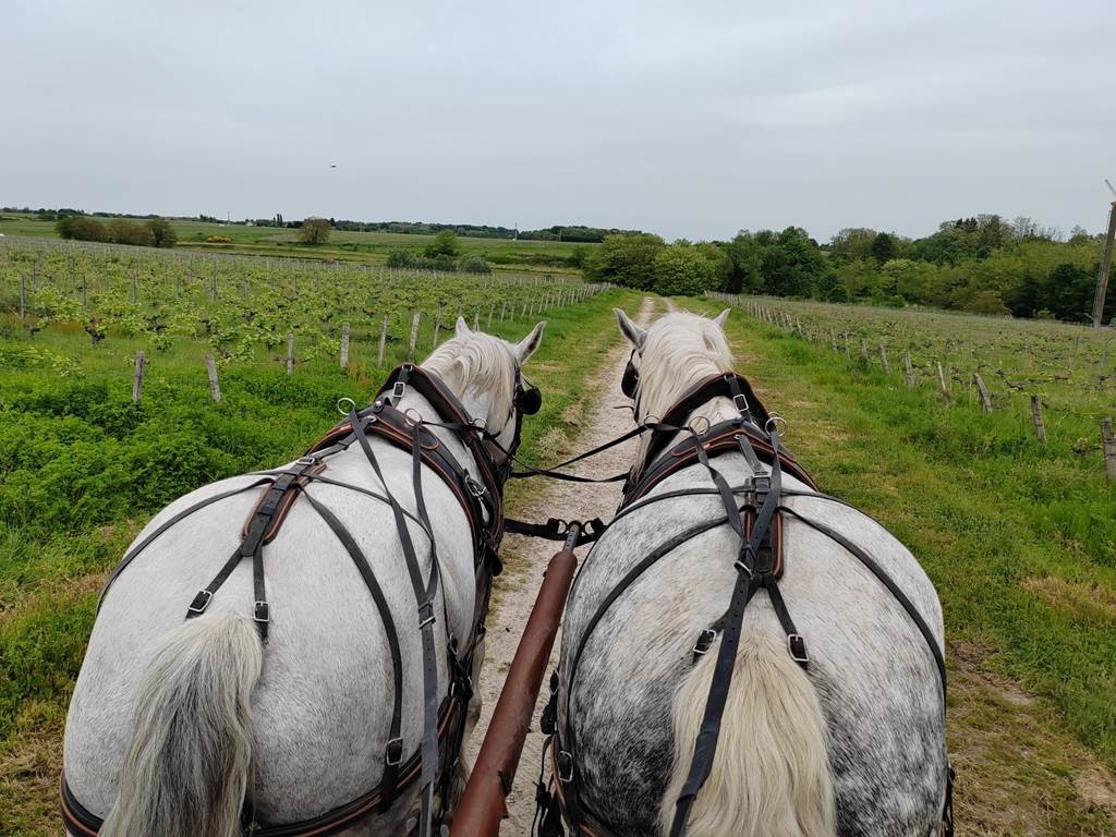  - Vignerons Indépendants