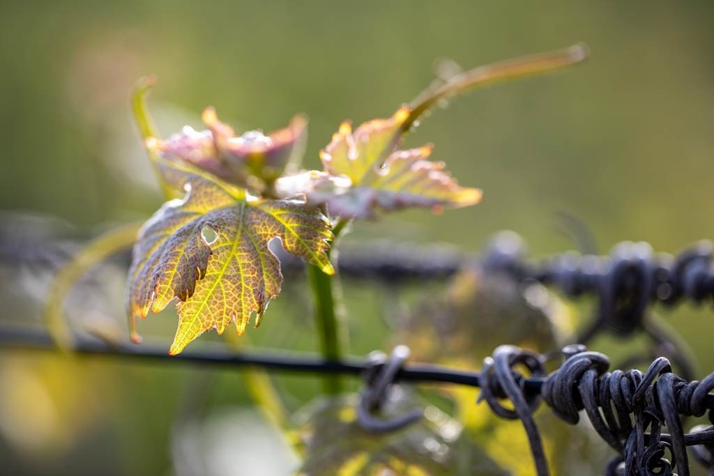  - Vignerons Indépendants