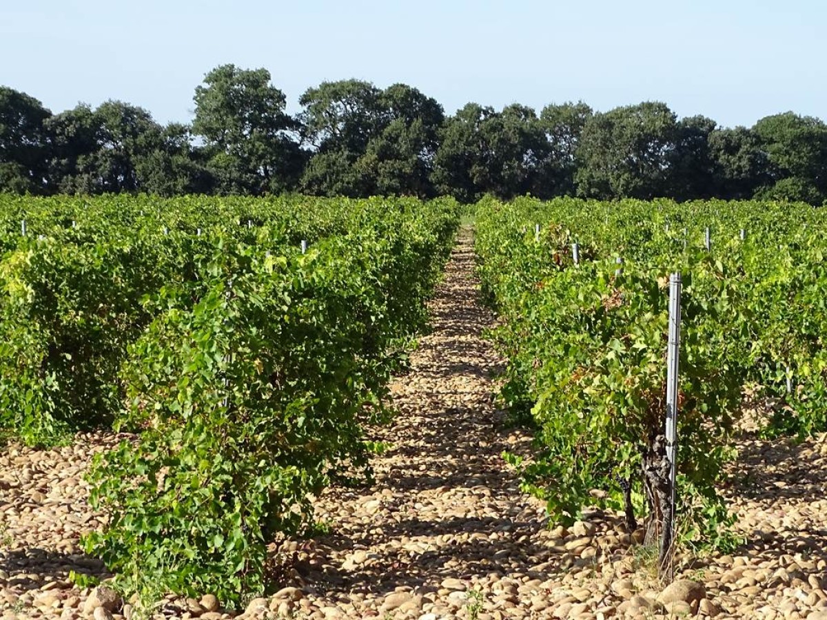  - Vignerons Indépendants