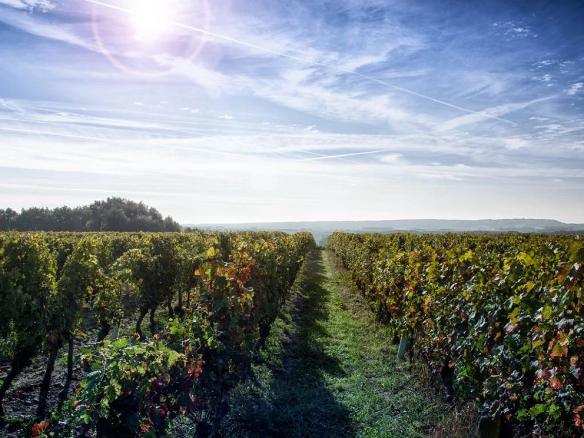 The educational trail - Vignerons Indépendants