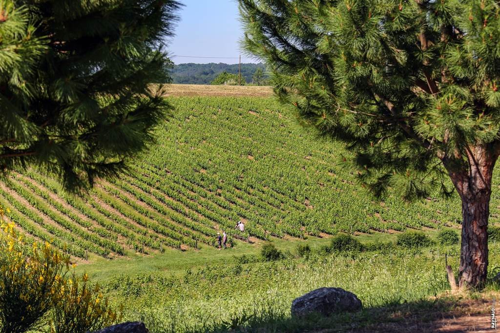 LES JEUDI DE L ETE AU DOMAINE : UN VOYAGE EN 3 ETAPES - Vignerons Indépendants