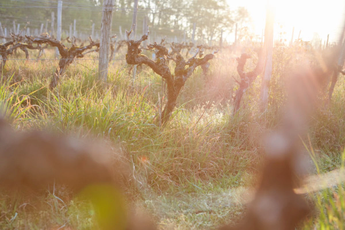 THE SECRETS OF HAUT-ARMAGNAC - Vignerons Indépendants