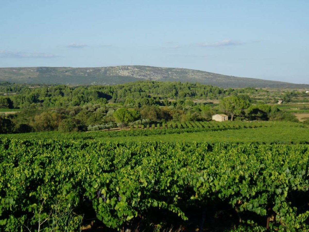  - Vignerons Indépendants