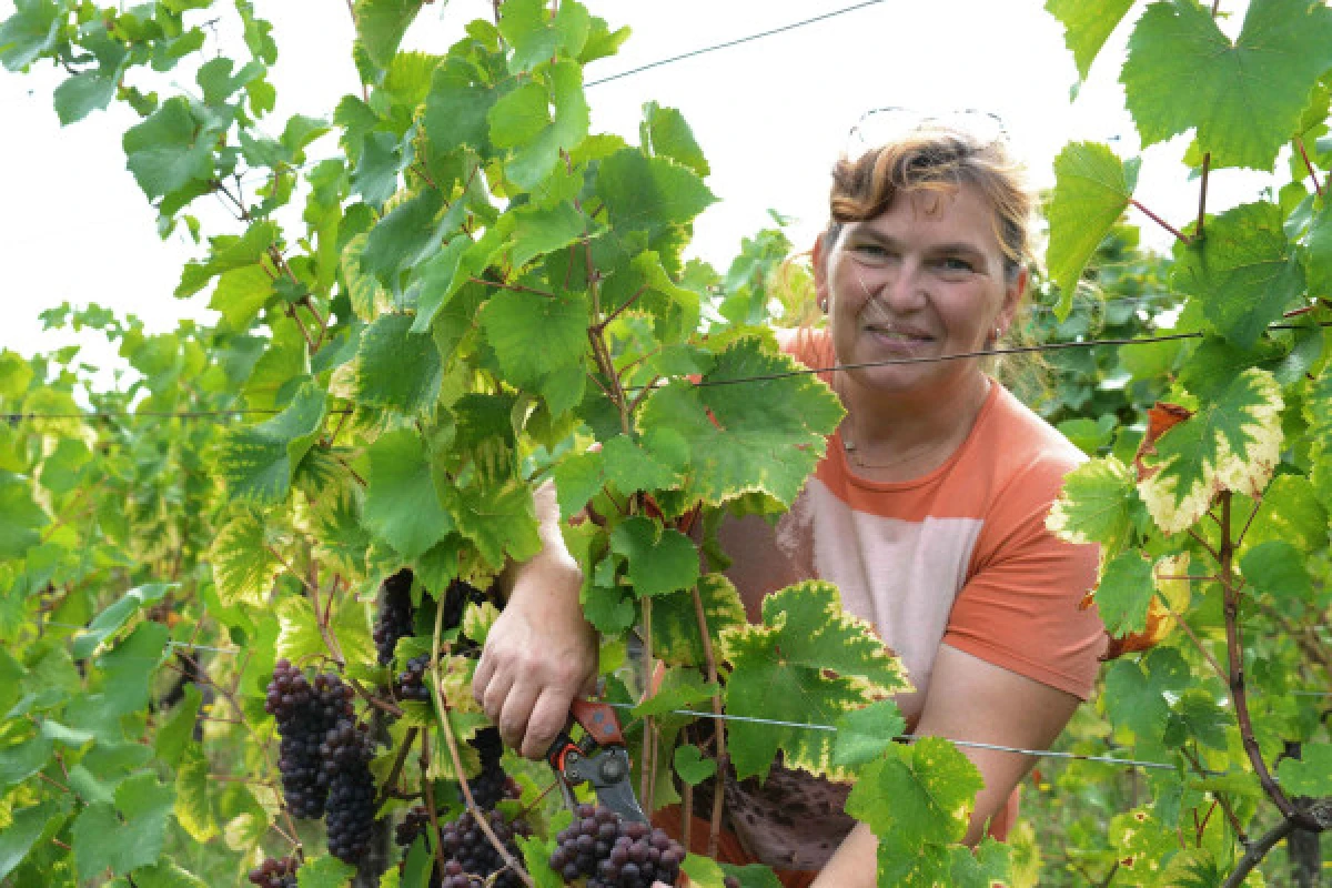 Dare to Alsace Wine with a Feminine Touch - Vignerons Indépendants