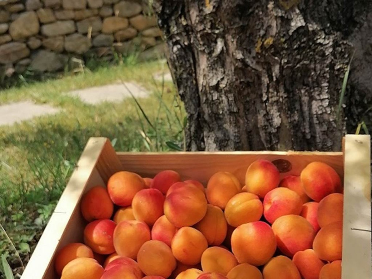 Panier Pique-Nique pour 4 personnes - Vignerons Indépendants