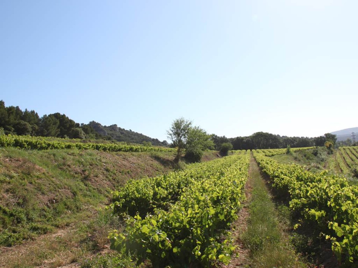  - Vignerons Indépendants