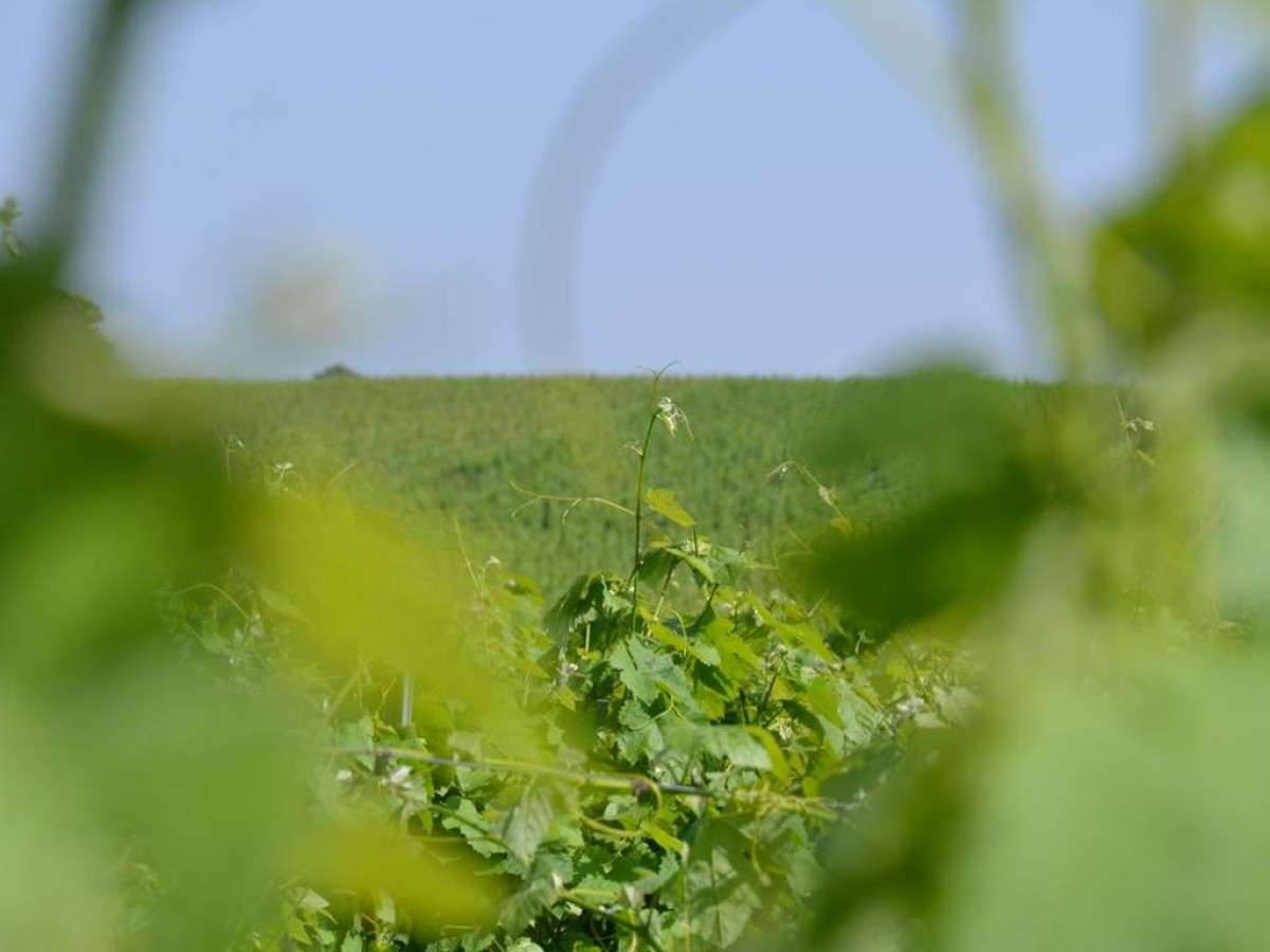 Racines Gaillacoises : Rencontre des cépages anciens - Vignerons Indépendants