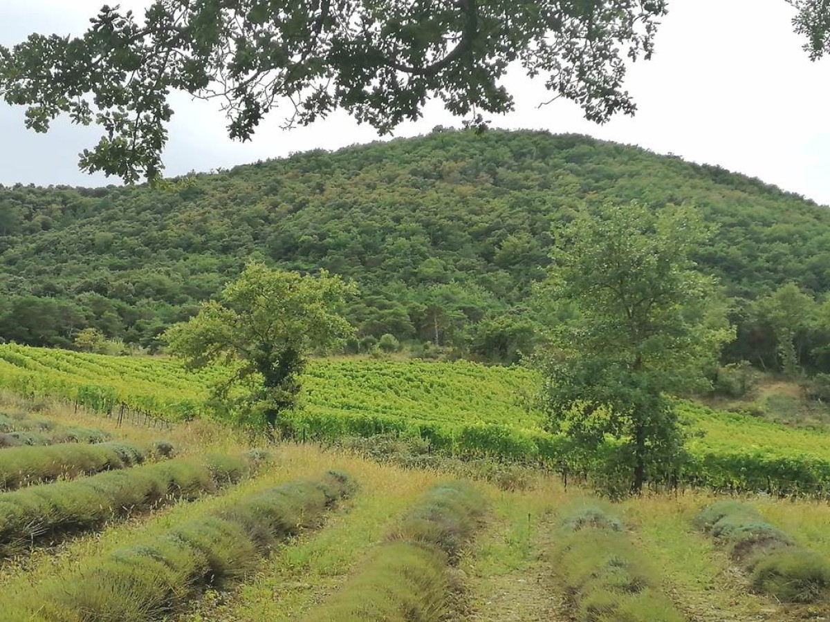 Randonnée ludique familiale - Vignerons Indépendants