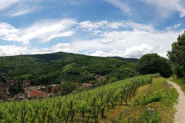 Meet the winegrower in his element! - Vignerons Indépendants