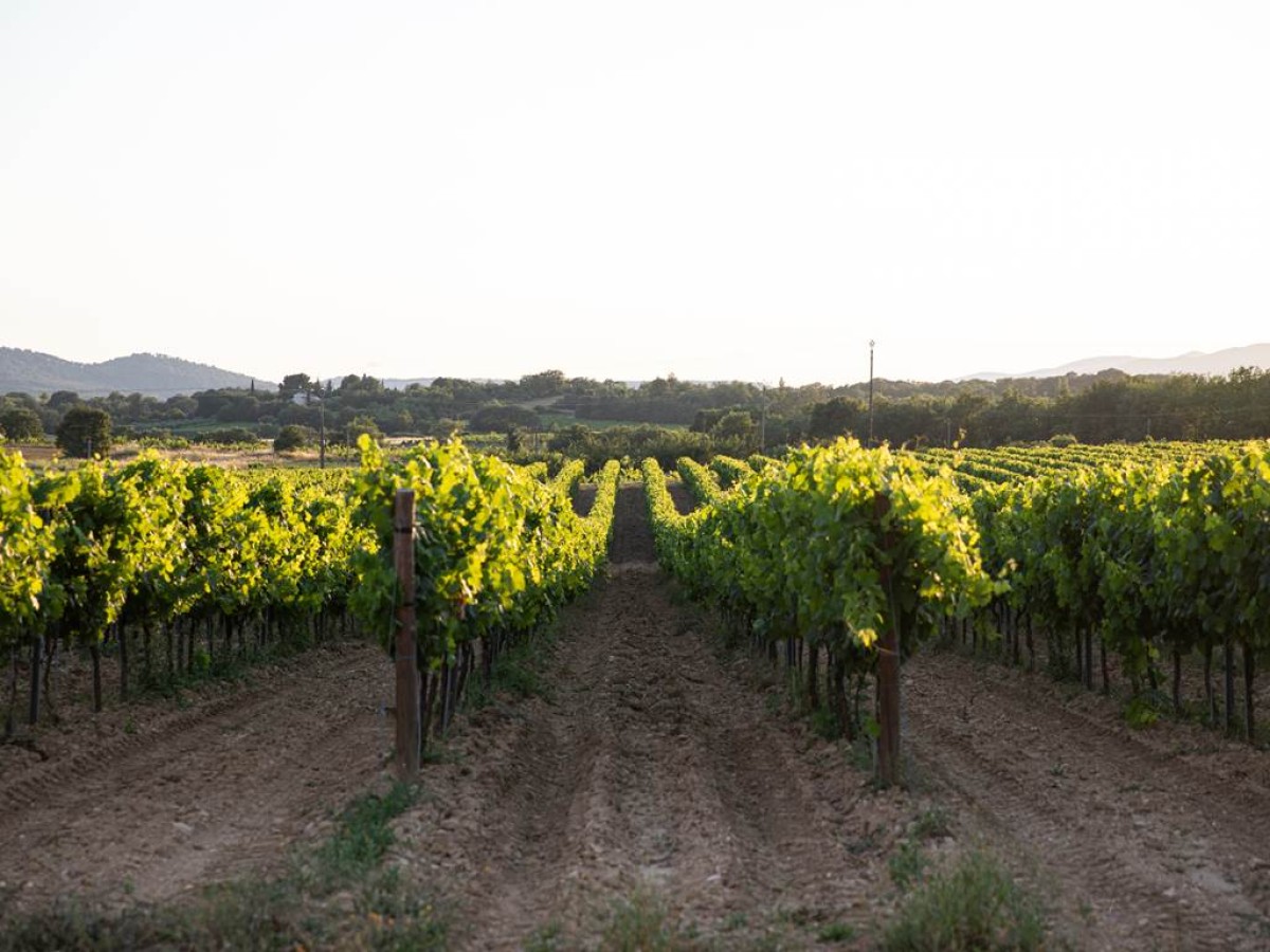 Secrets de la Vigne - Vignerons Indépendants