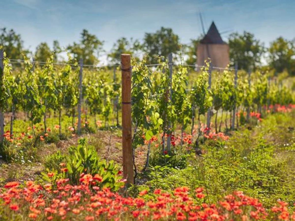 Secrets of the Vines - Vignerons Indépendants